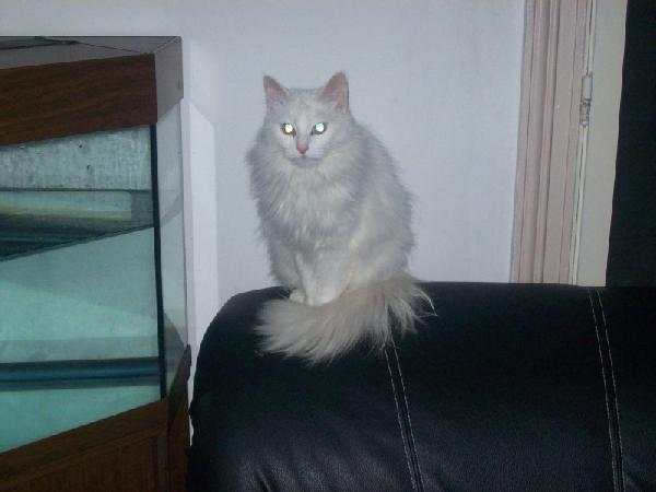 Angora chat blanc