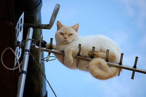 Chat antenne