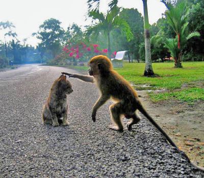 Chat avec un singe