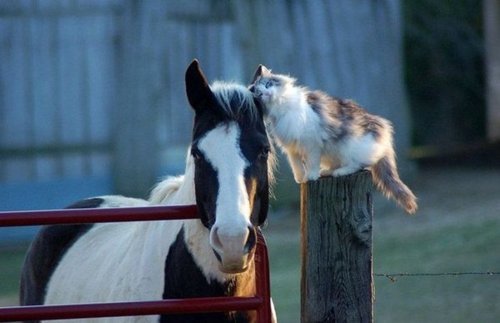 Chat cheval