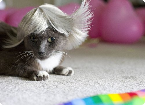 Chat cheveux