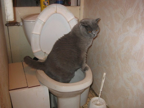 Chat cuvette wc