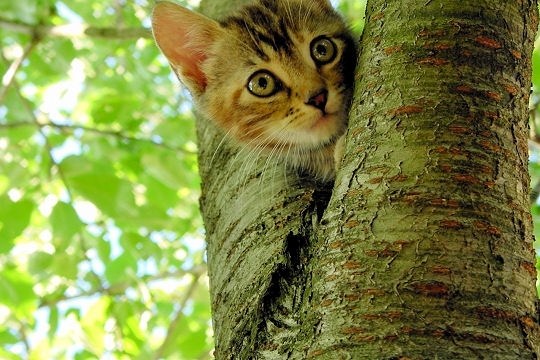 Chat dans arbre