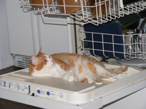 Chat dans la cuisine