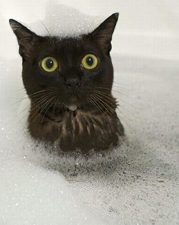 Chat dans le bain