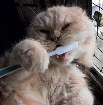 Chat et brosse Ã  dents