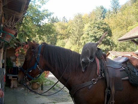 Chat et cheval