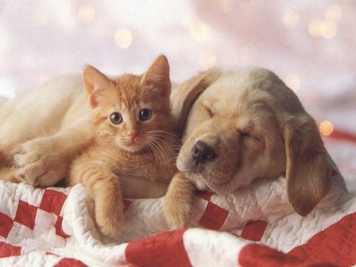 Chat et chien endormi