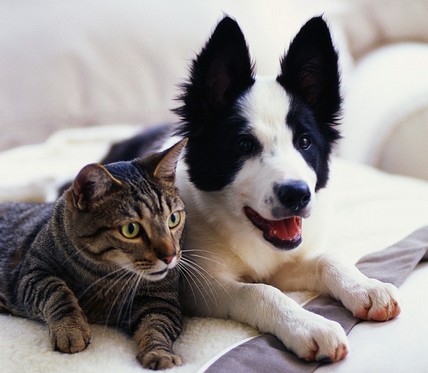 Chat et chien intriguÃ©s