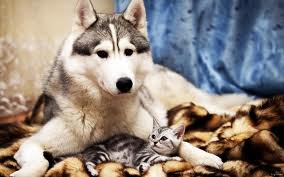 Chat et chien magnifiques