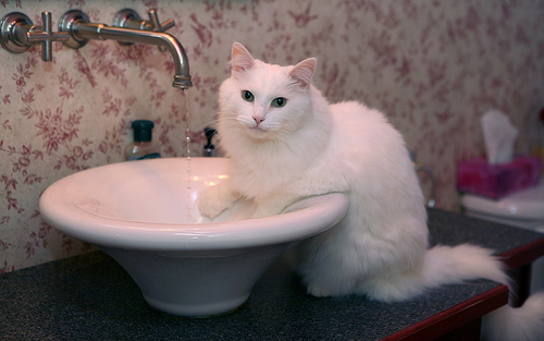 Chat et lavabo