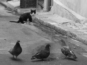 Chat et pigeons