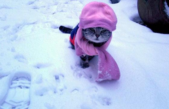 Chat hiver