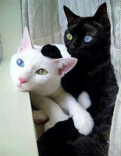 Chat noir chat blanc
