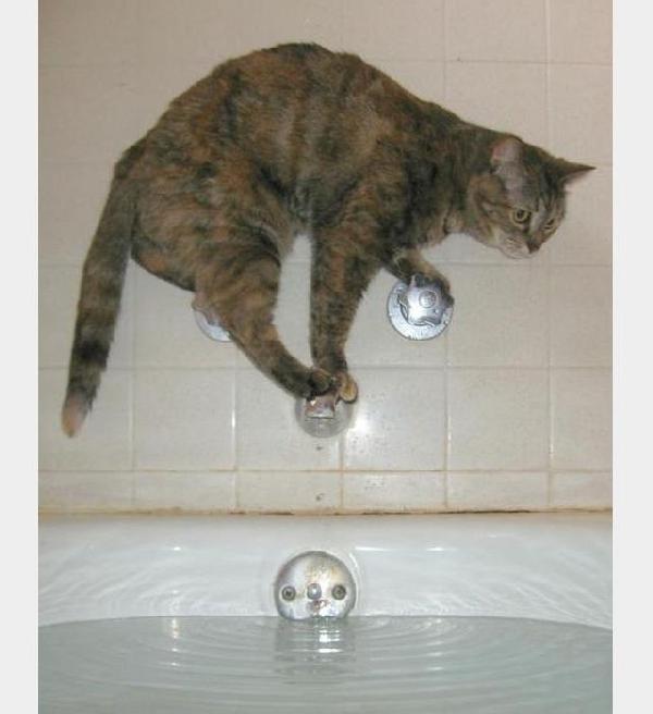 Chat qui a peur de l'eau