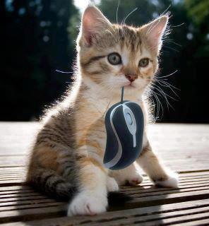 Chat qui attrape une souris !