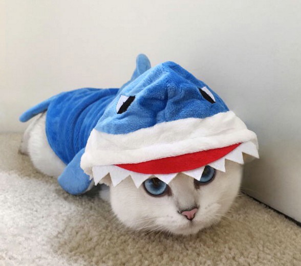 Chat requin