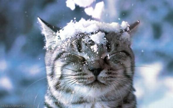 Chat sous la neige