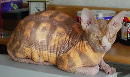 Chat tortue