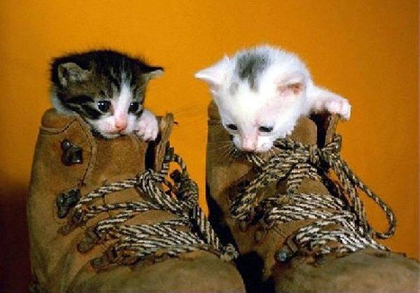 Chatons et chaussures