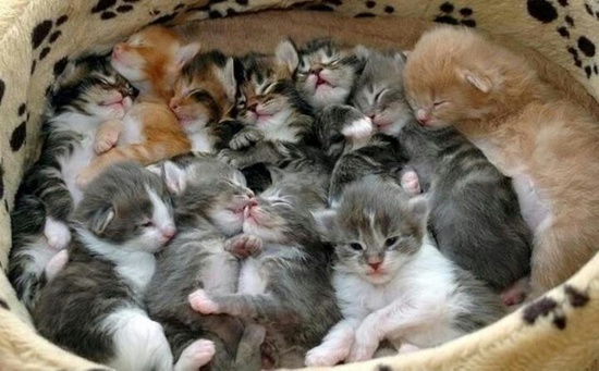 Chatons juste nÃ©s