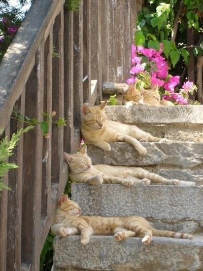 Chats escalier