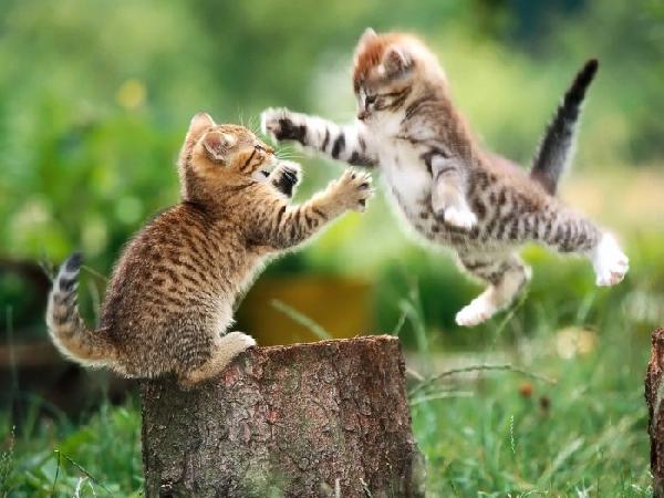 Combat de chatons