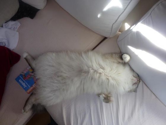 Gros chat qui dort