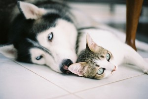 Husky et chaton