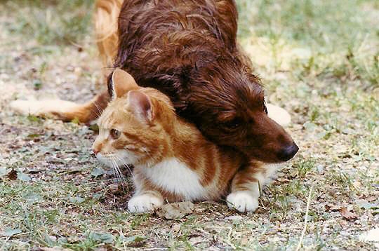 Image de chat et chien