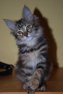 Jeune chat angora