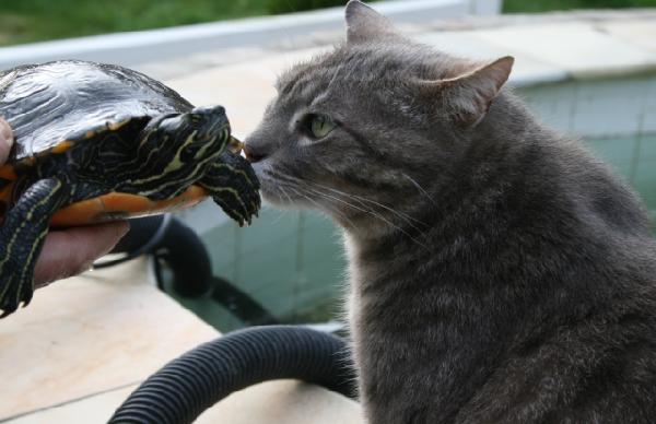Le chat et la tortue