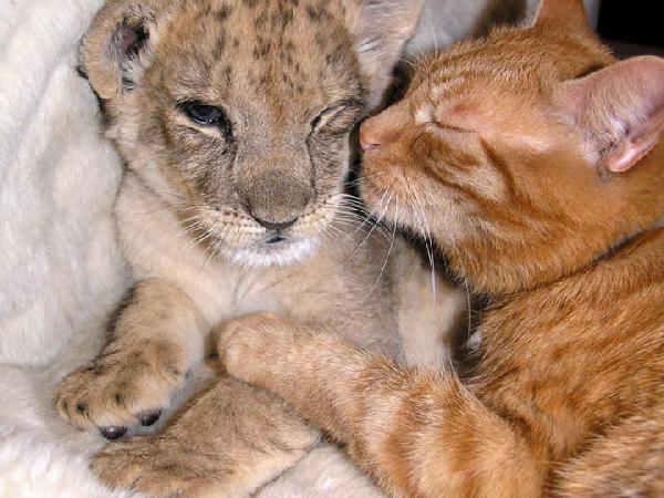 Lionceau et chat