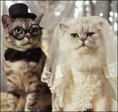 Mariage de chats