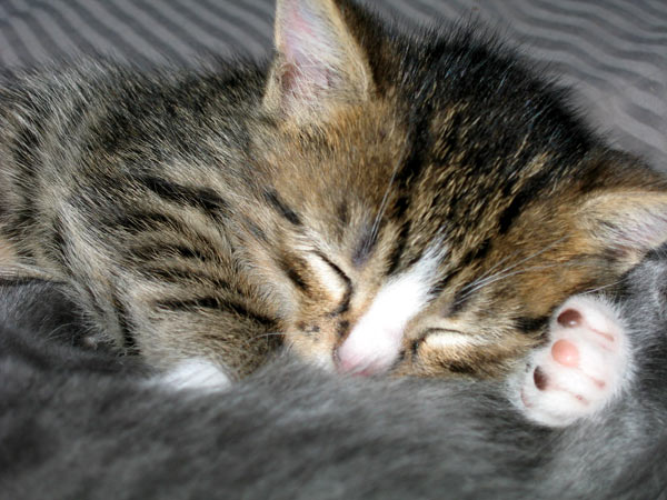 Petit chat endormi
