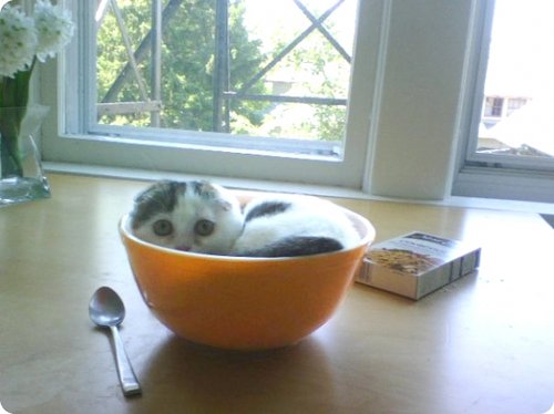 Petit dÃ©jeuner chat