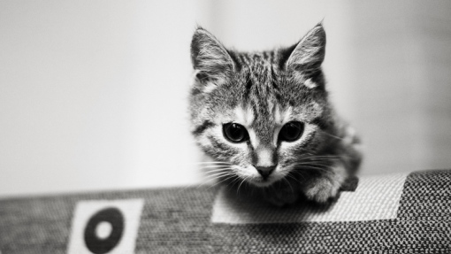 Photo chaton noir et blanc