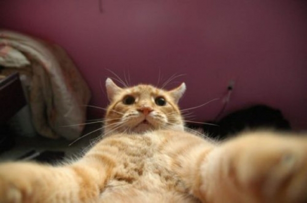 Selfie de chat