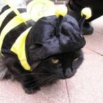abeille chat
