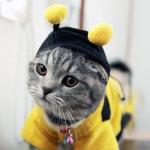 Chat abeille