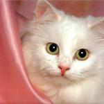 chat angora blanc yeux vert
