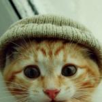 chat bonnet