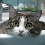 chat dans lavabo