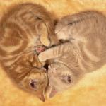 chat en forme de coeur