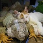 chat et iguane