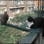 chat et pigeon