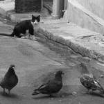 chat et pigeons
