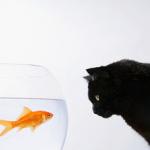 chat et poisson rouge