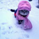 chat hiver