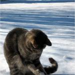 chat qui joue dans la neige